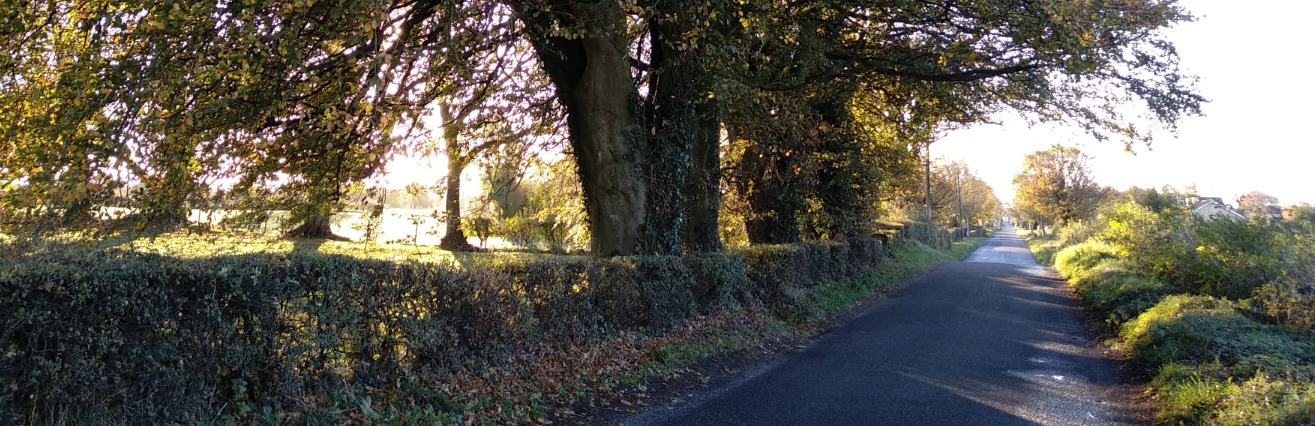 A tree-lined country road in autumn sunlight